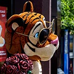 Романтичний Тигра, магазин  ROSHEN, Нивки, Київ, Україна 2024